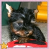 Cute teacup yorki puppies for adoption